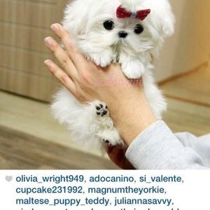 Meet your Posher, Igor